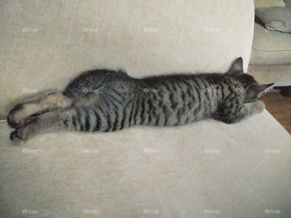 Kitten sleeping stretched out like a human