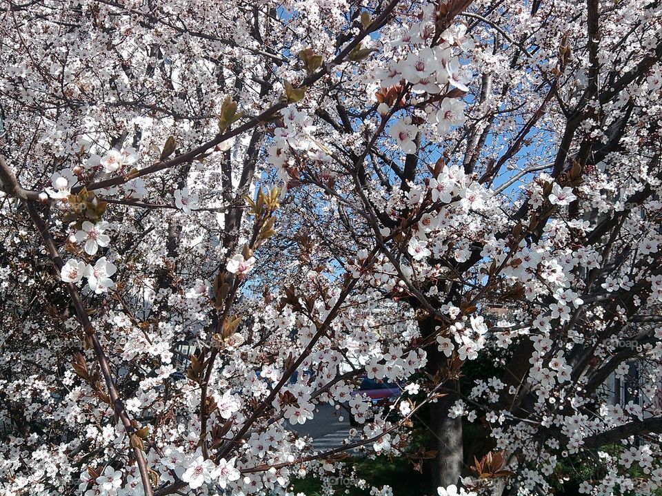 Spring in my neighborhood