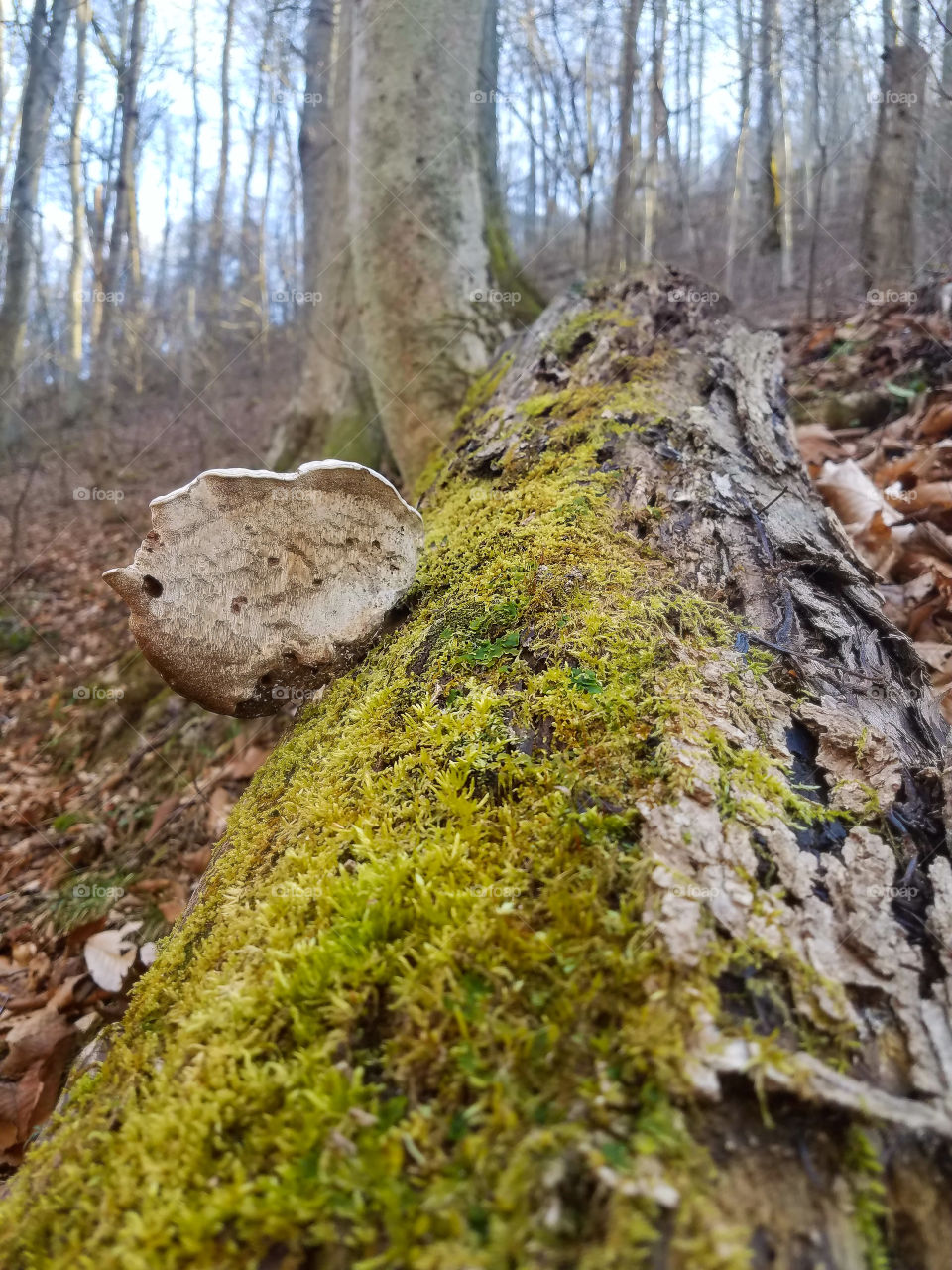 Moss covered fallen tree with a mushroom growing from it.
