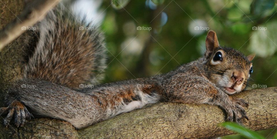 Resting Squirrel