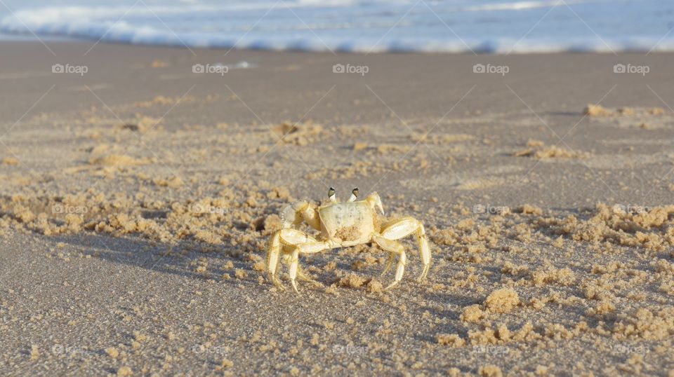 crab at the beach