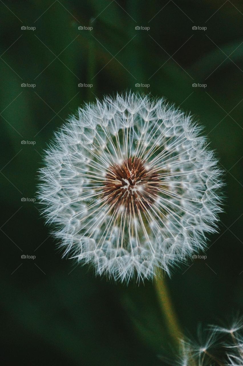 Dandelion 