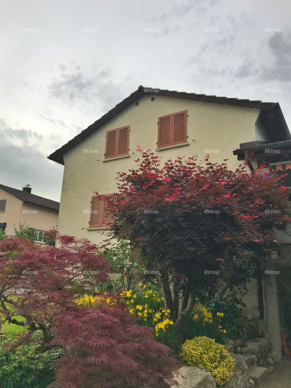 Maple trees and daffodils in front of a house in Switzerland 