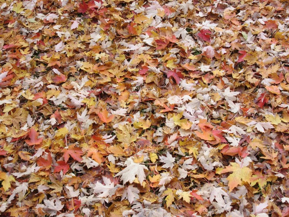 A ground covered with dead leaves.
