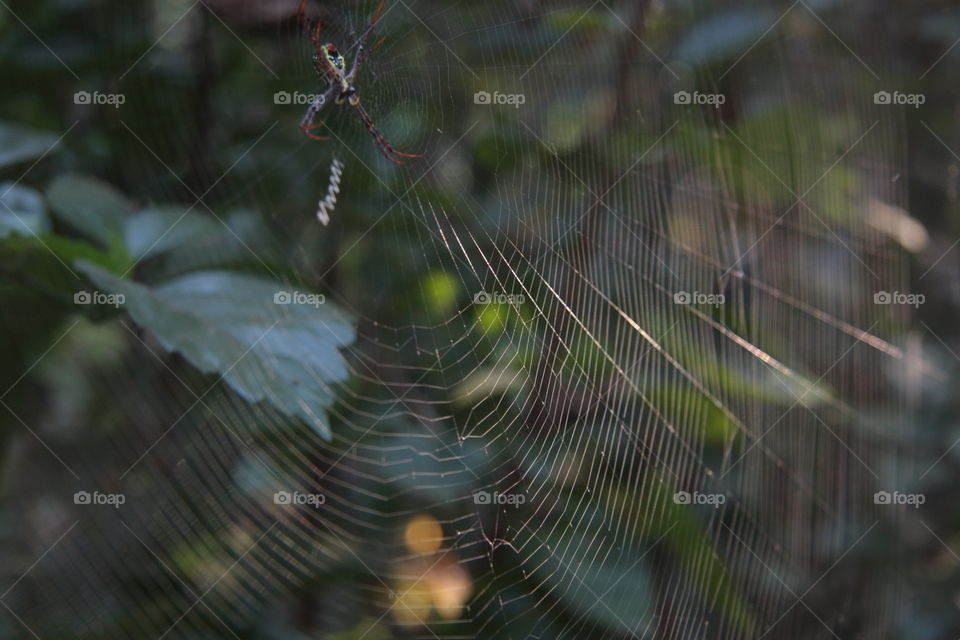 spider web