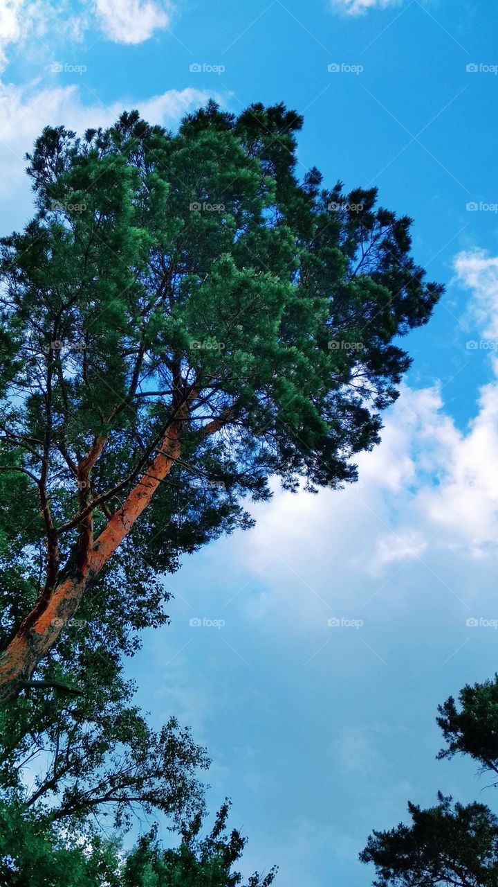 Pine in the sky
