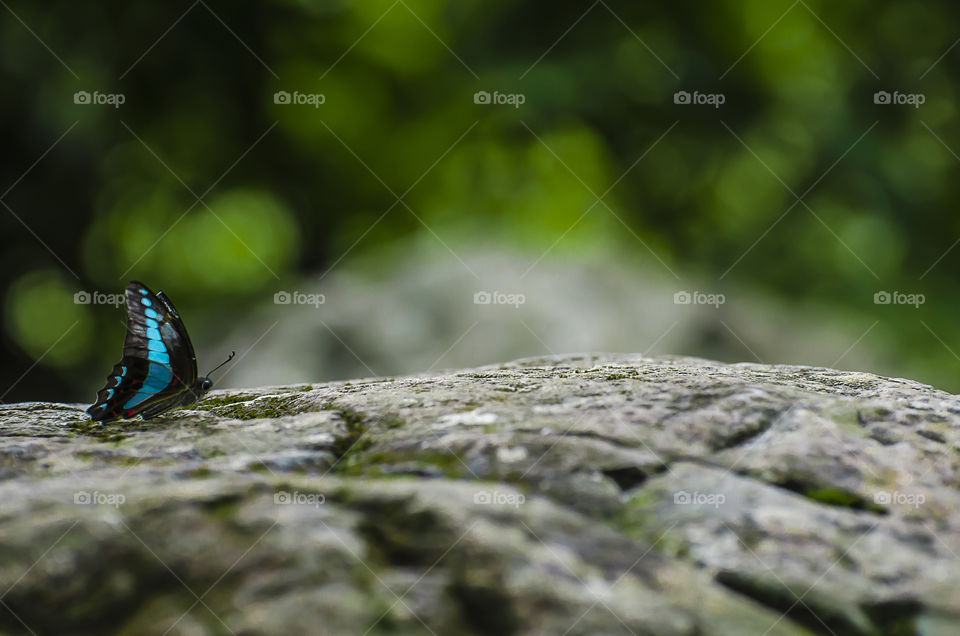 butterfly enjoying nature