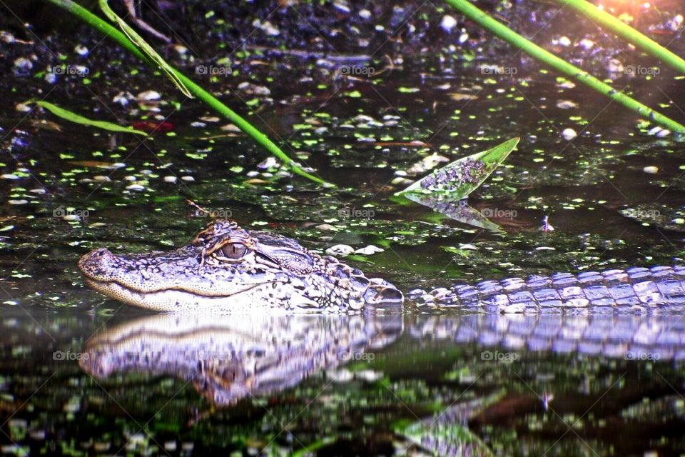 Young alligator and reflection. Young alligator and reflection