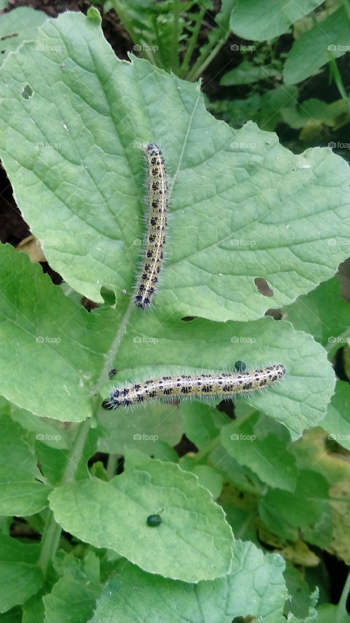 Caterpillars. Caterpillars  is  eating the leaf