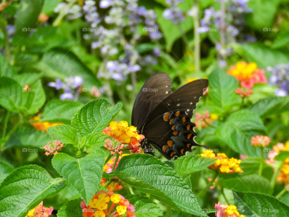 Swallowtail