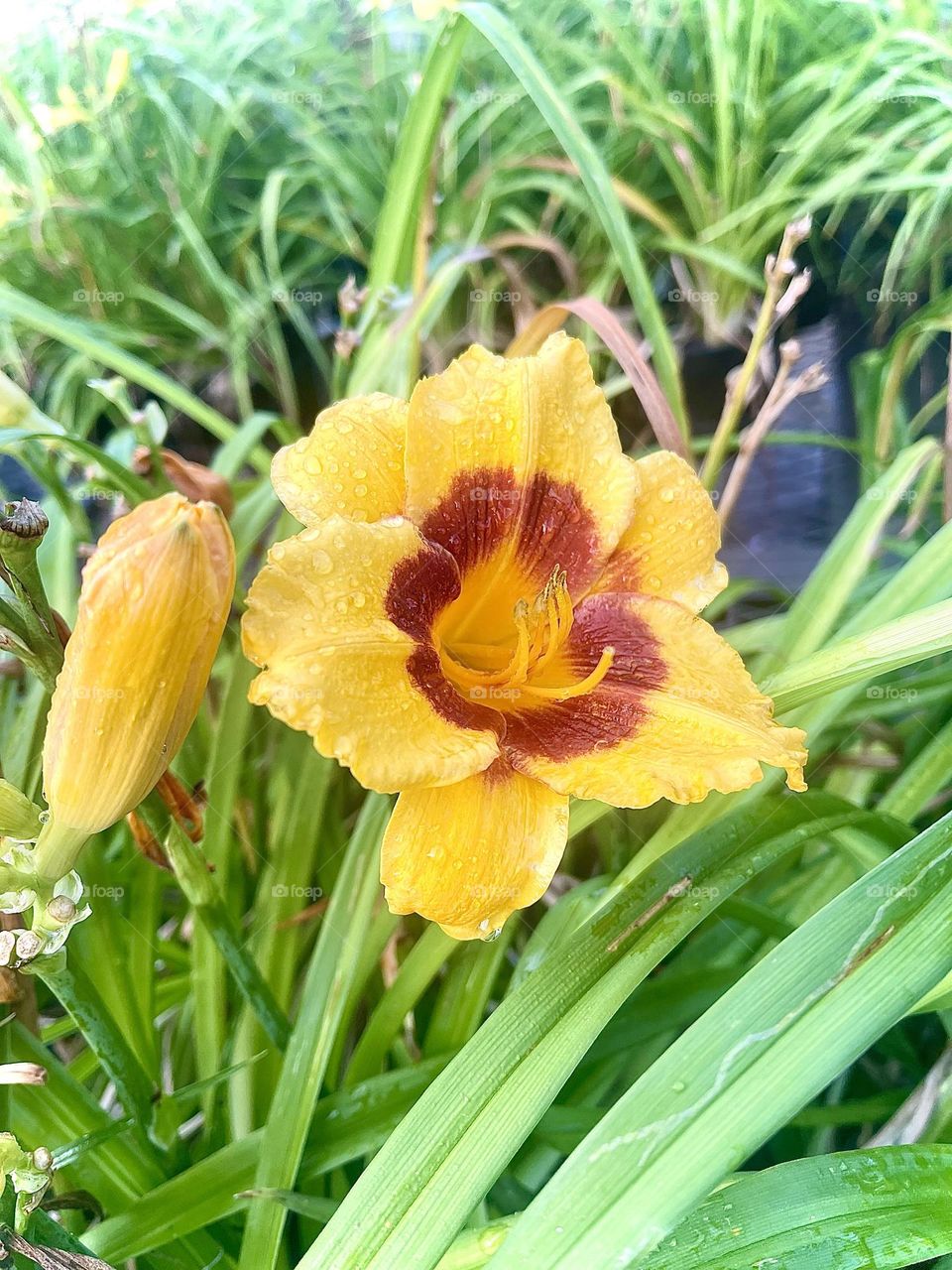 Once again, how Mother Nature creates such gorgeous things amazes me! Any kind of Lily flower will make me turn my head while walking past it. 