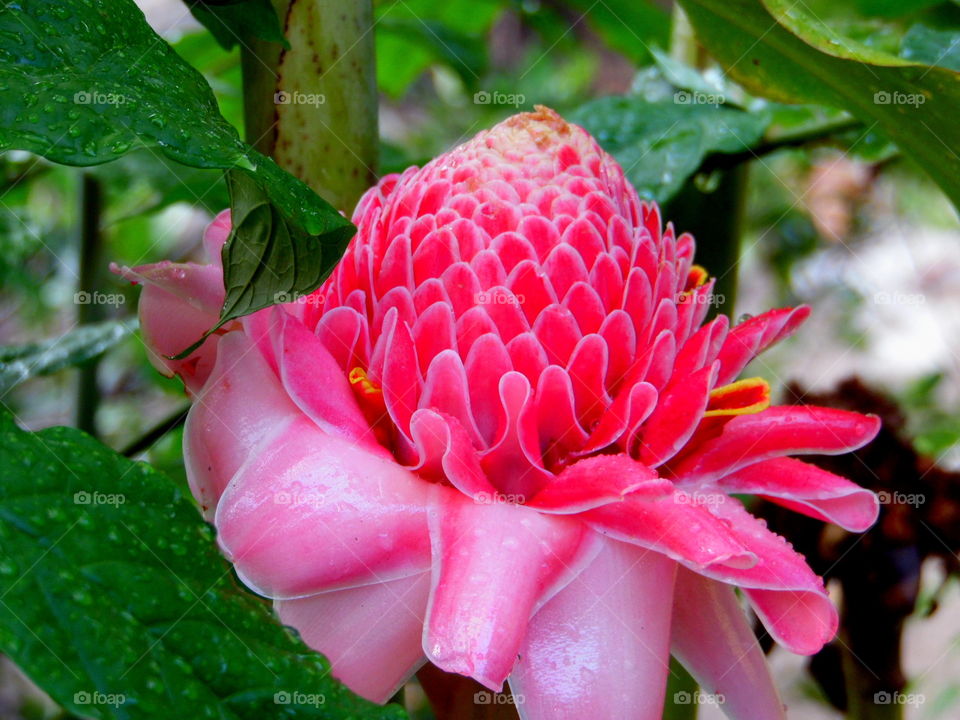 Torch Ginger Pt.2