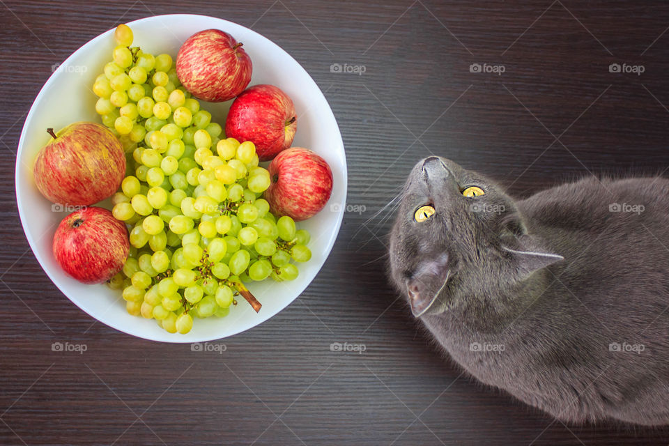 cat with fruits