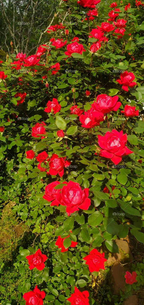 with spring comes flowers and here we have rose buds & blooms of red roses among the green leaves