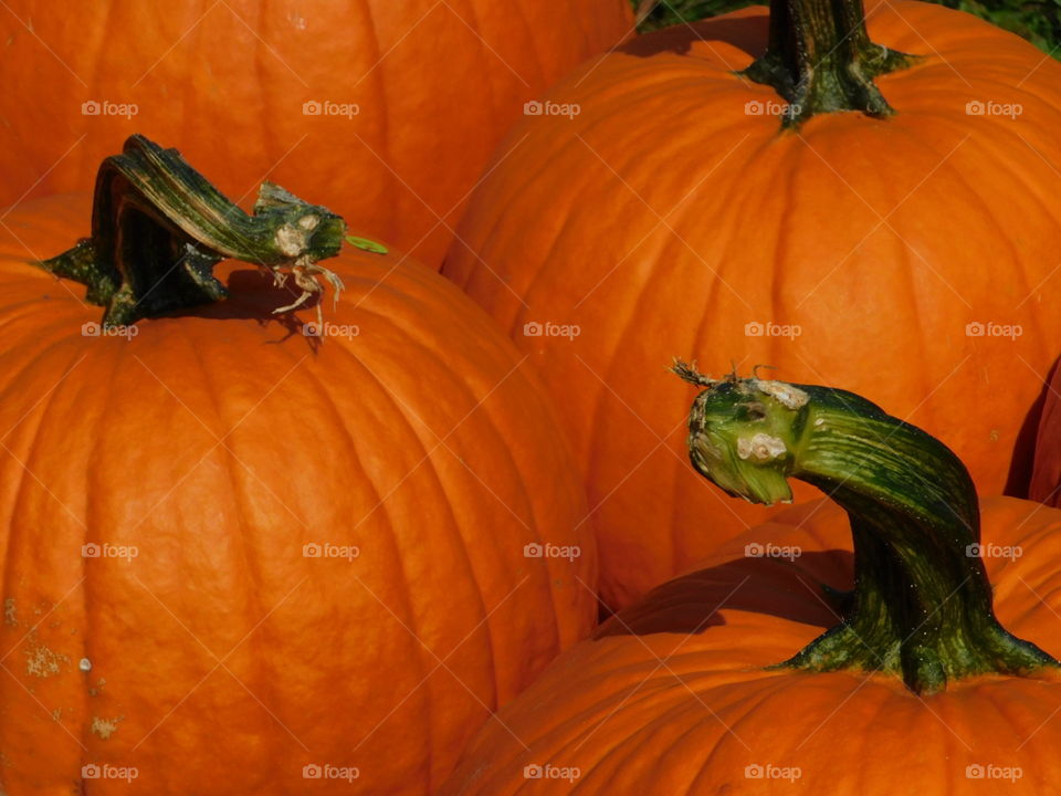 Pumpkin, Halloween, Thanksgiving, Gourd, Fall