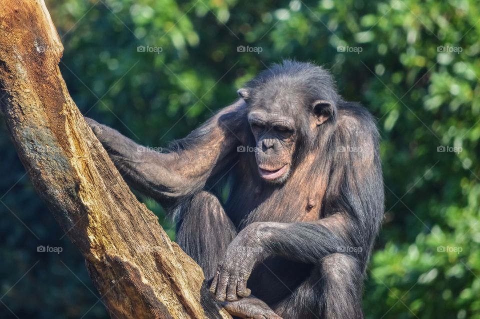 Chimpancé, Bioparc (Valencia - Spain)