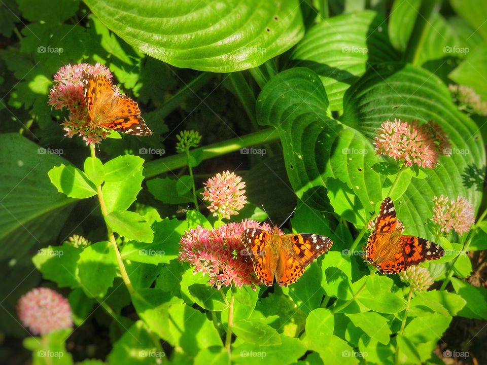 Painted  lady butterflies 