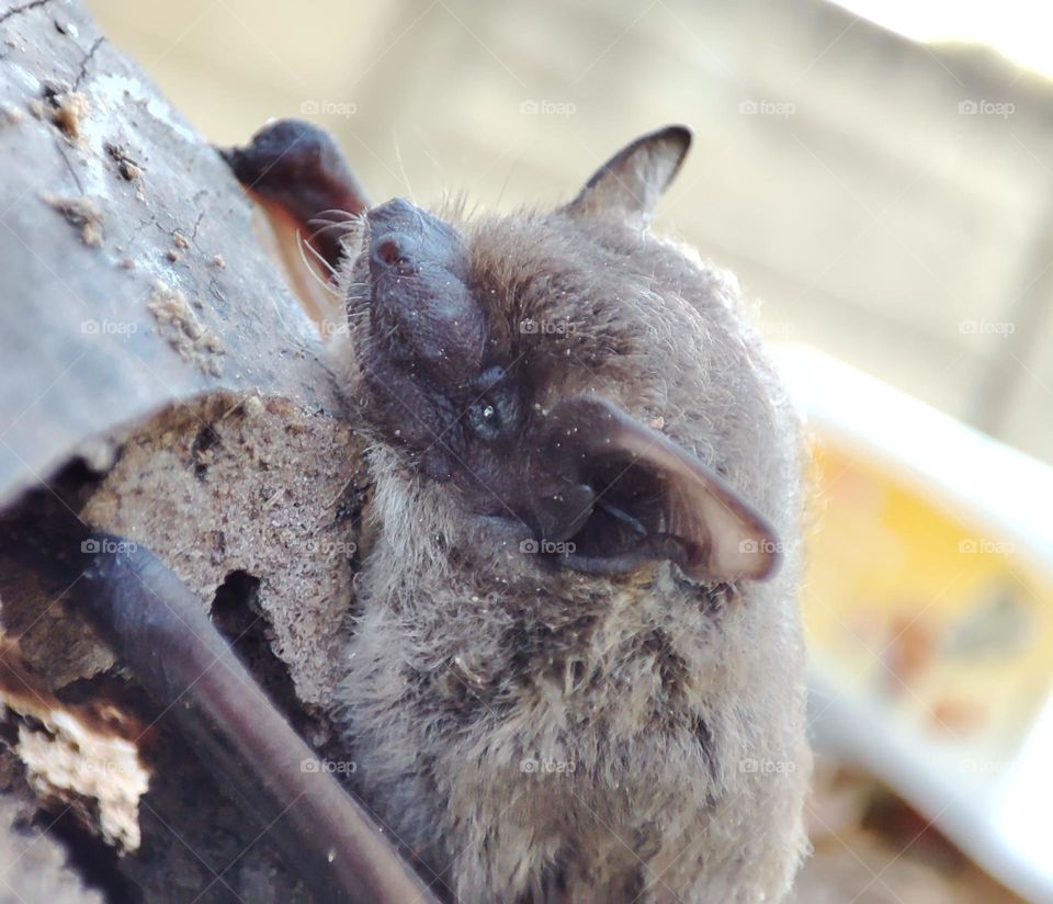 Nathusius's pipistrelle, Animal