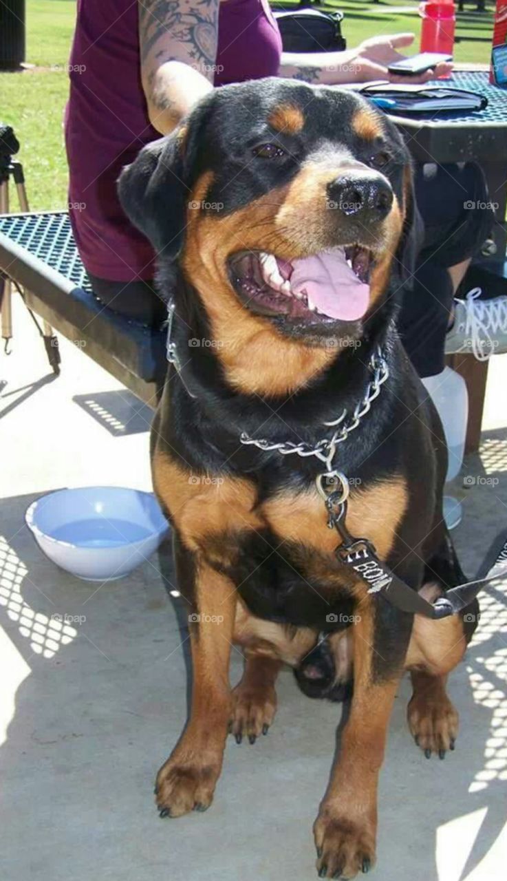 smiley rottweily