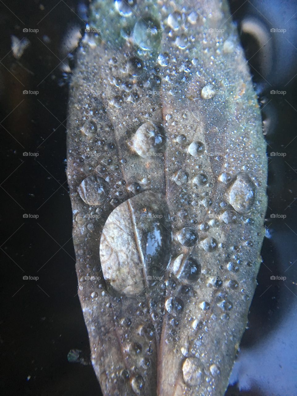 Raindrops on a leaf. 