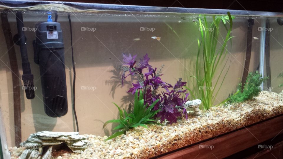 Aquarium, Nature, Tank, Flora, Water