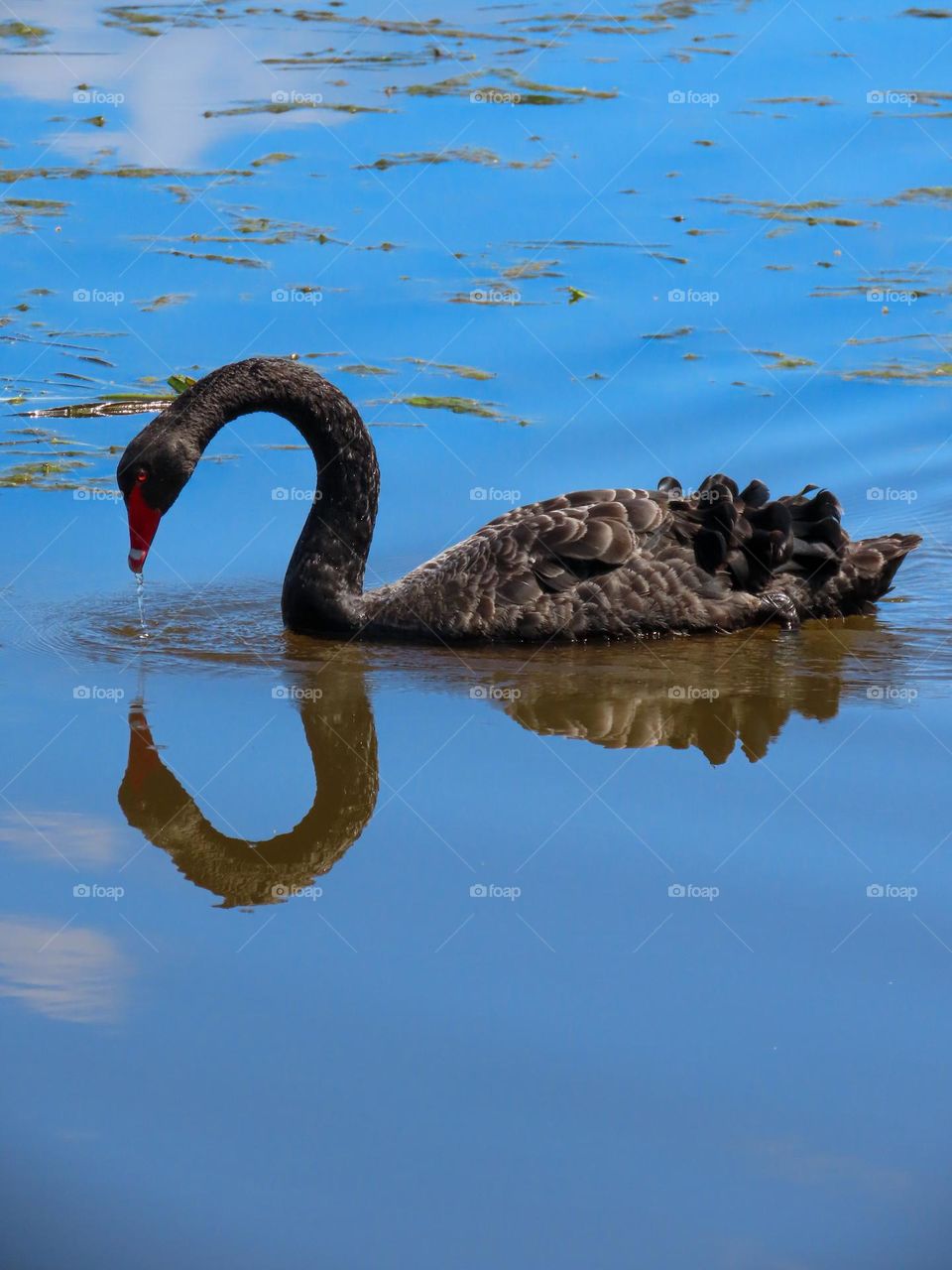 Swan reflection on a lake