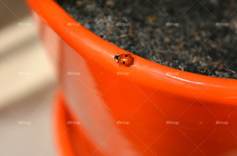 No Person, Food, Still Life, One, Grow