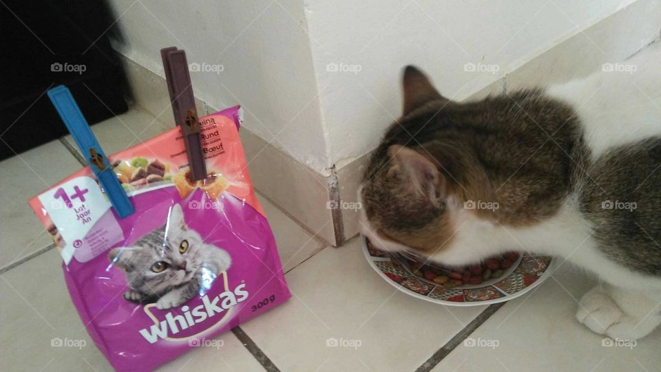 A cat eating meals.