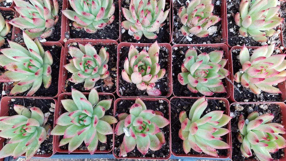 Miniature cactus plants