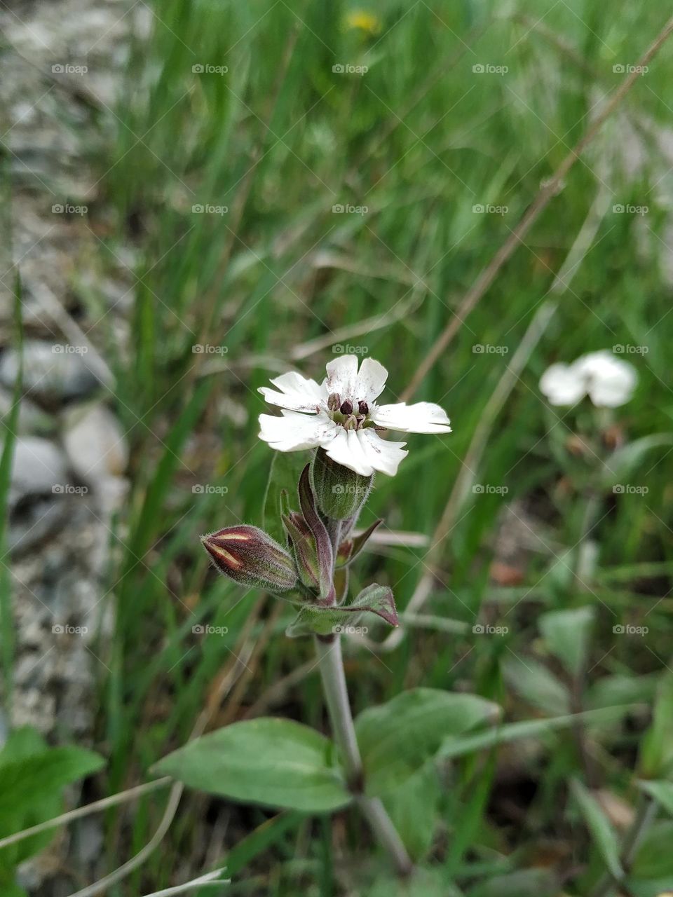 wild flower