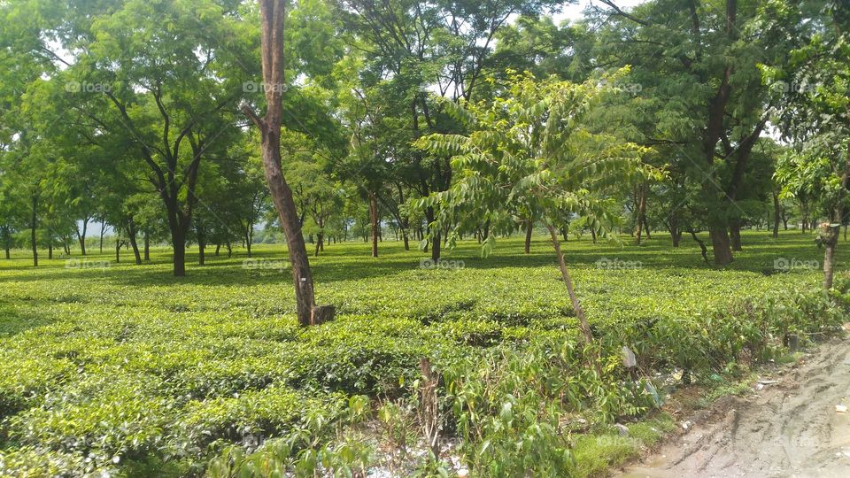 Scenery of a tea garden
