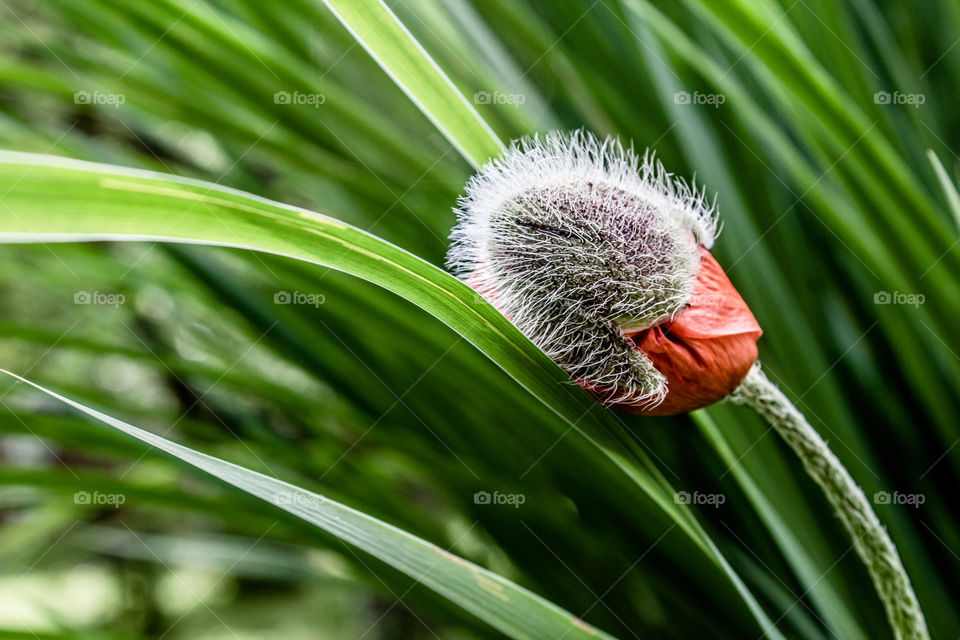 poppy bud in the process of disclosure