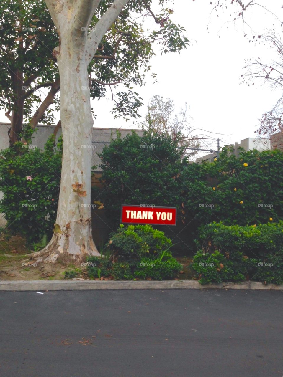 Thank You Sign

Published by:
HappyBrownMonkey 