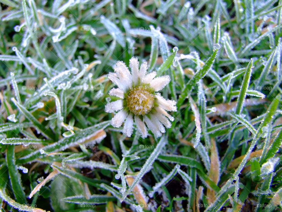 Daisy covered in frost