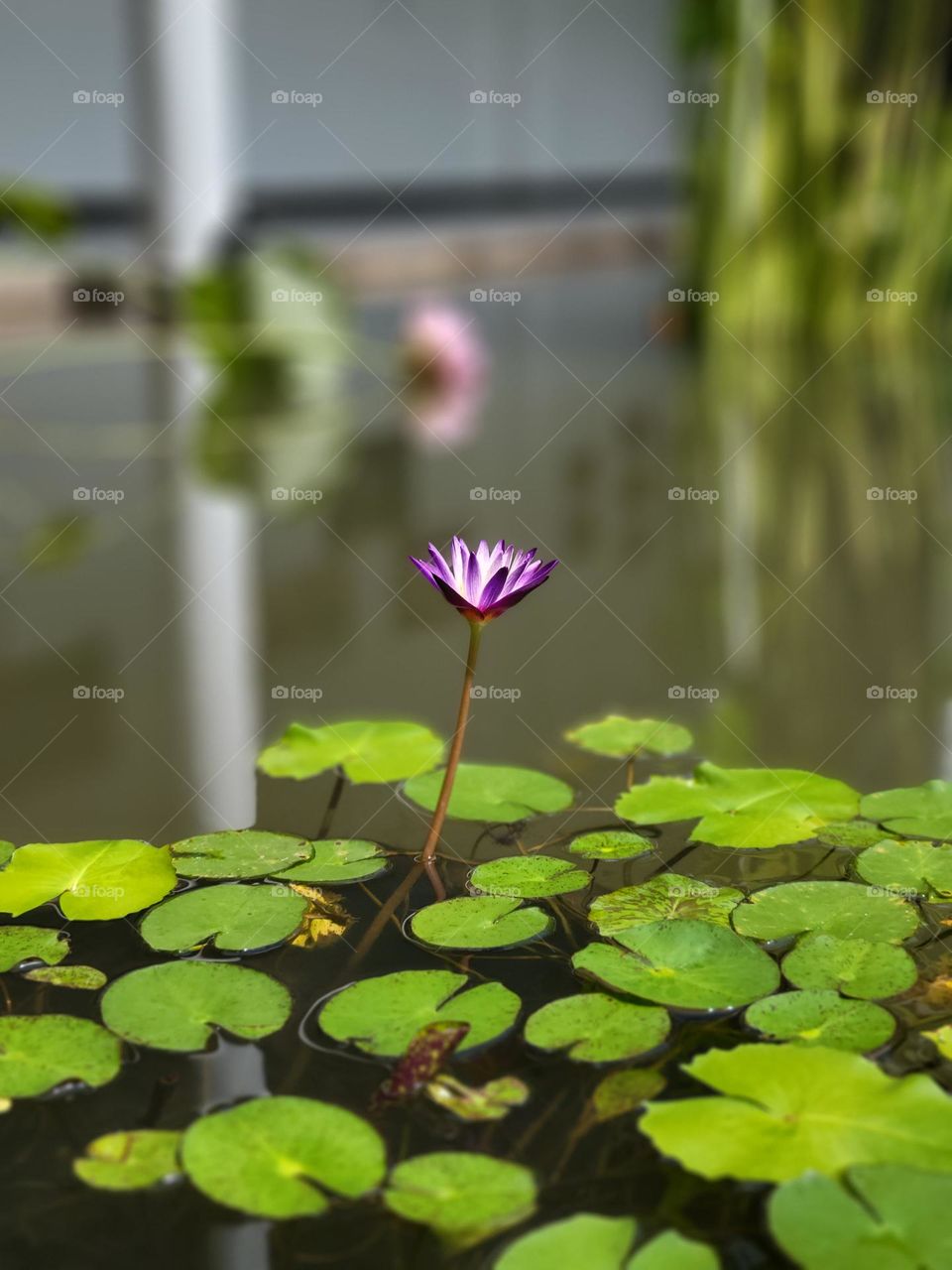 Lotus at pond in Phnom Penh Cambodia