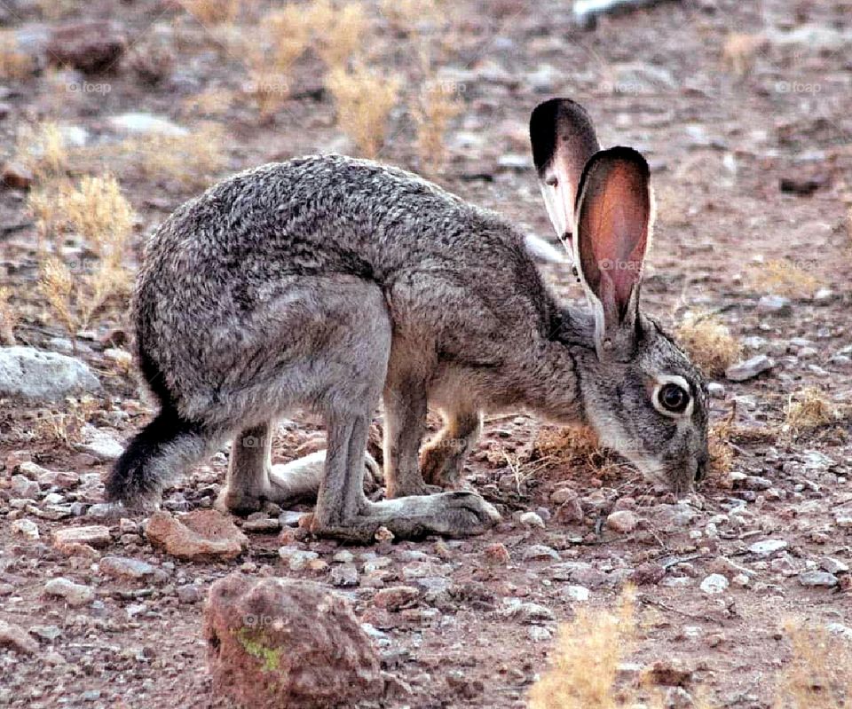 Desert Hare --  Black-tailed Jackrabbit