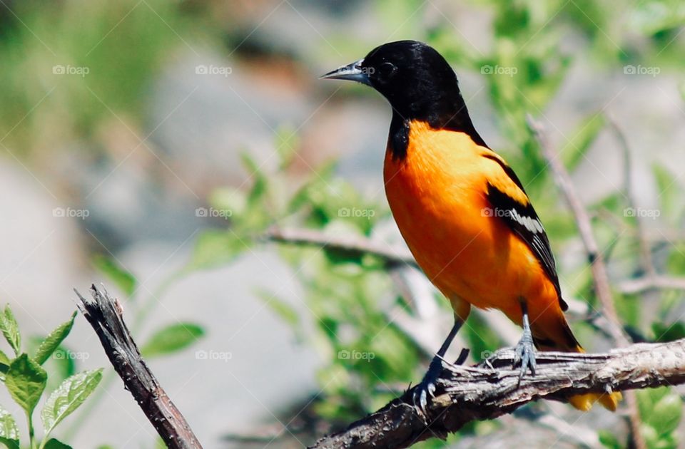 Baltimore Oriole visiting a Connecticut trail 