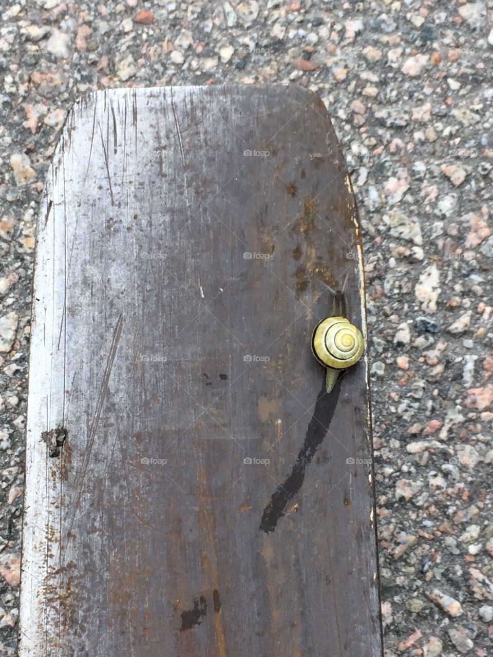 A snail with many lives. Came out from under a pallet that I just lifted with my forklift :P