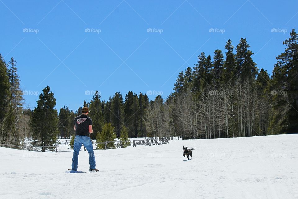 Black lab playing outside in snow