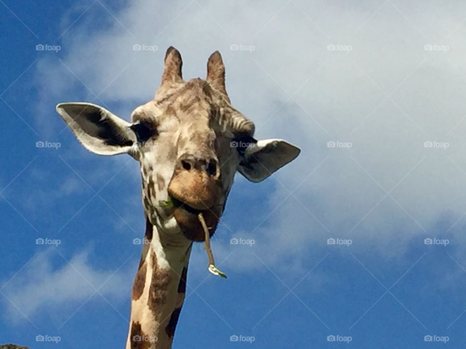 Giraffe eating a branch against a blue sky with white fluffy clouds