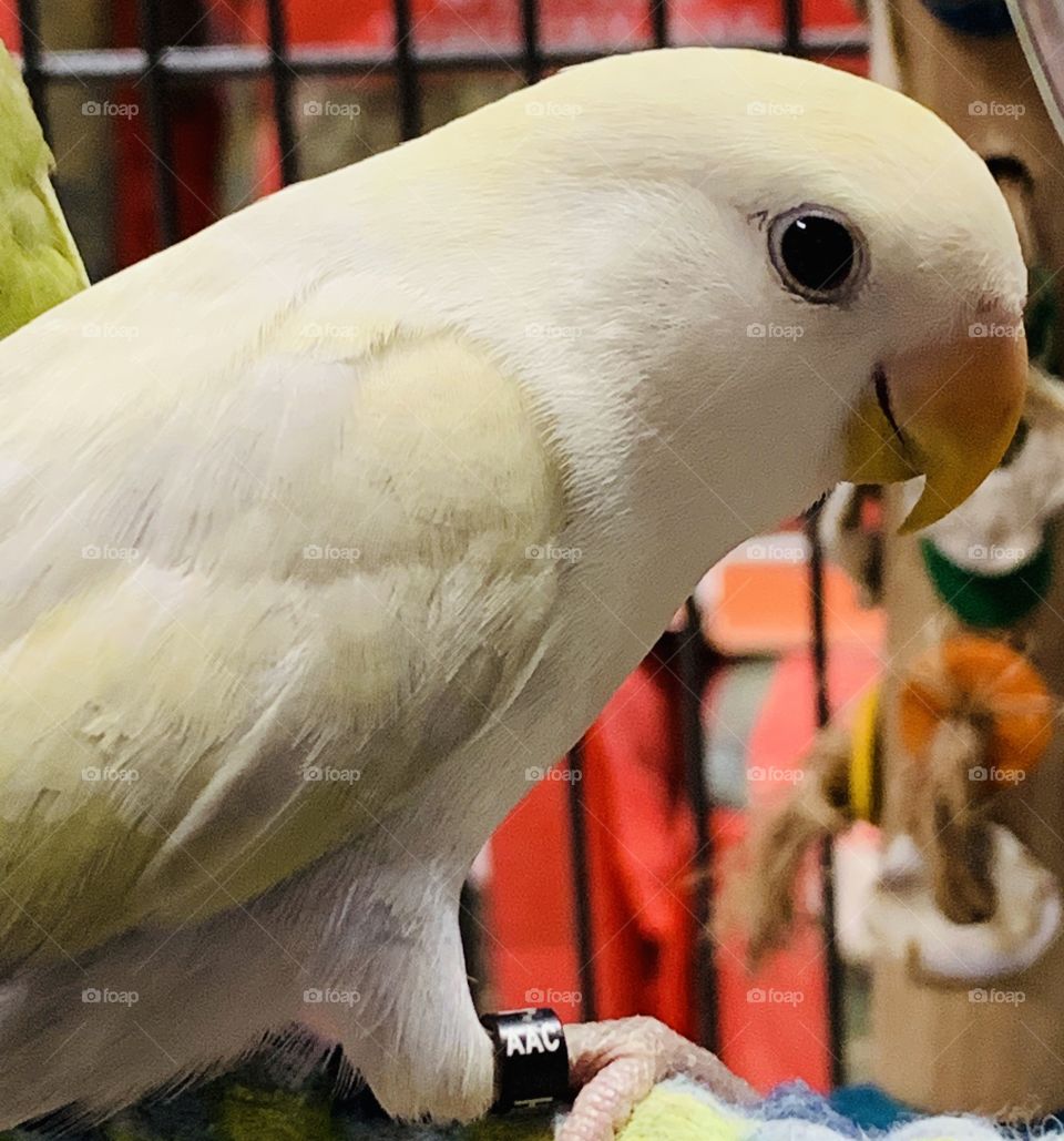 Love bird at the pet store 