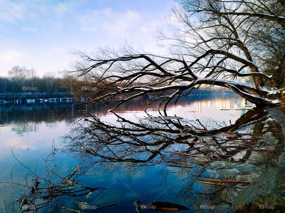 Tree over the river