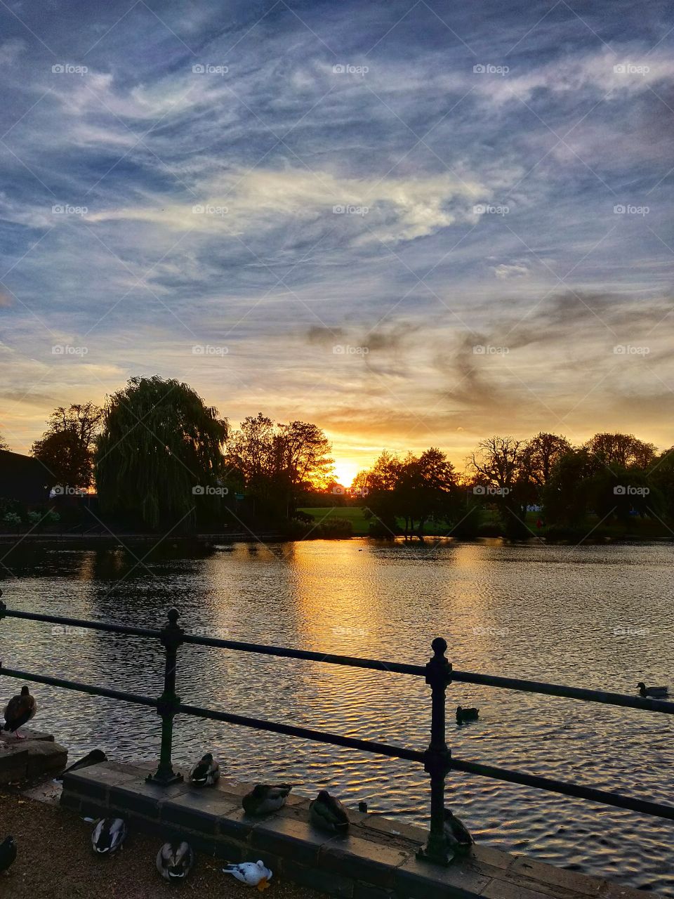 Sunset with the ducks