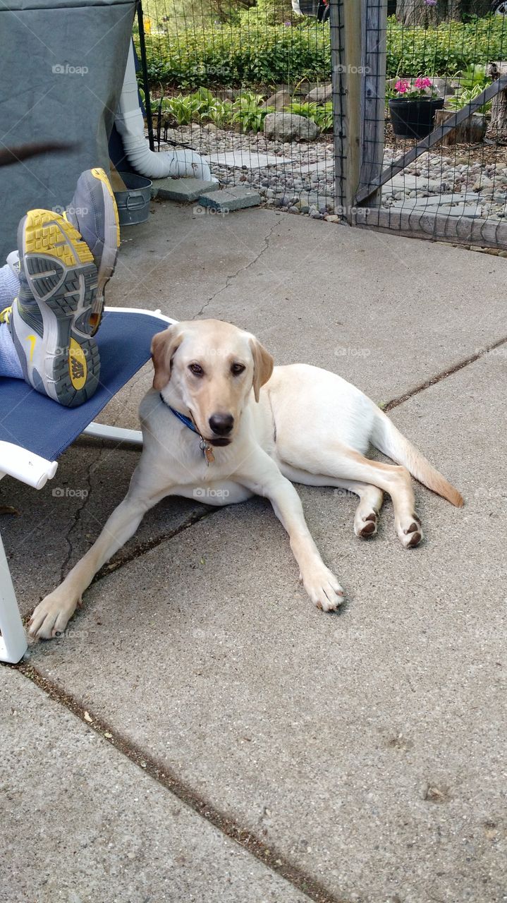 yellow lab