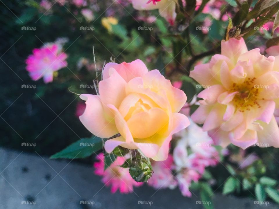 Маленькие розы