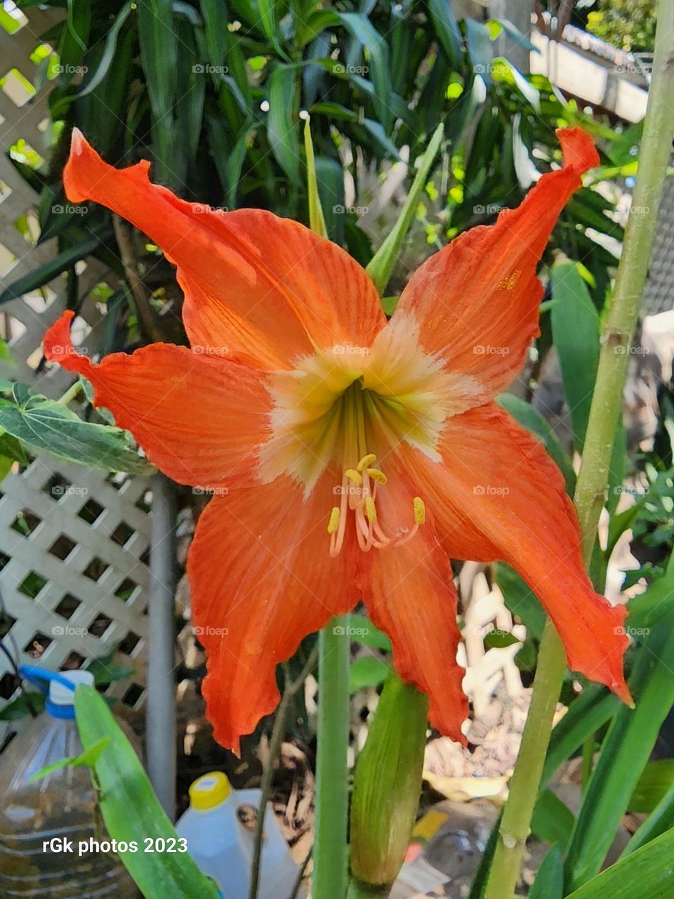 lily jamaica