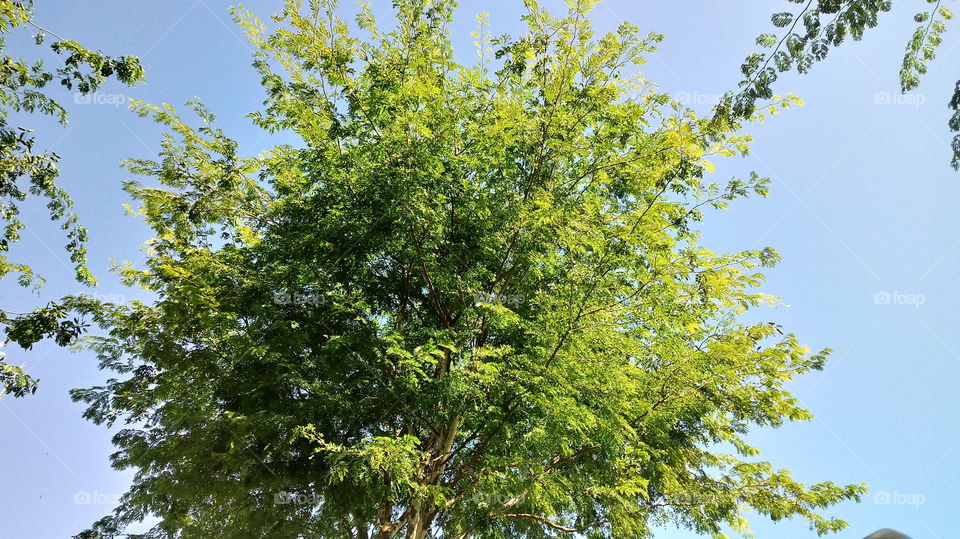 COPA DE ARBUSTO VERDE