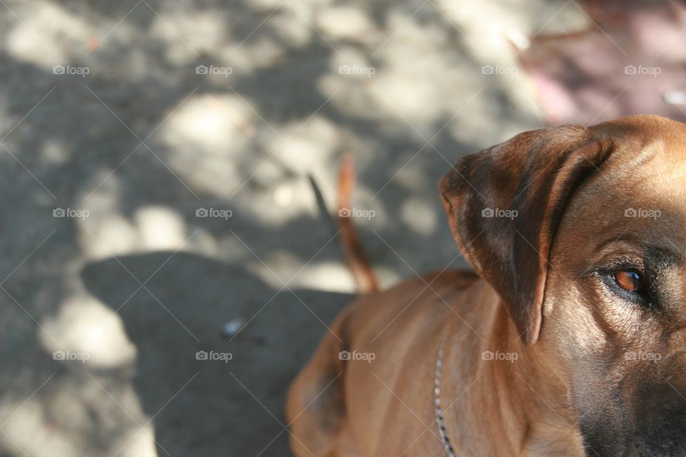 Rhodesian Ridgeback depth of field
