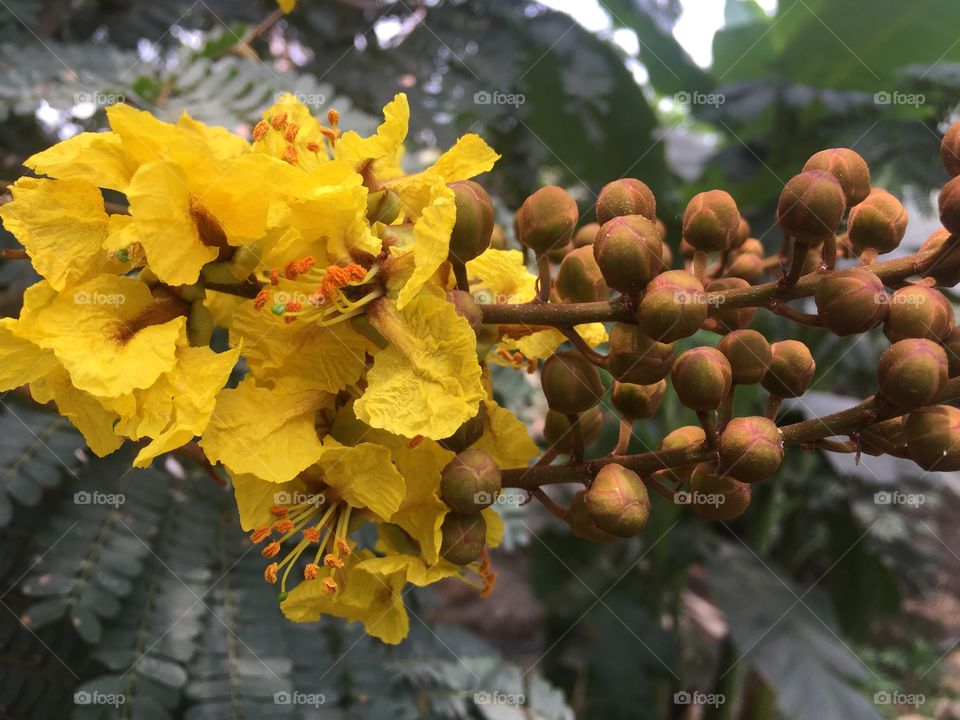 Yellow tree flower 