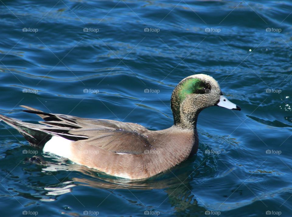 Wigeon Swimming in the Water